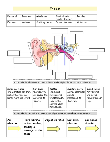 Ear damage and sound worksheets. by km152 - Teaching ...