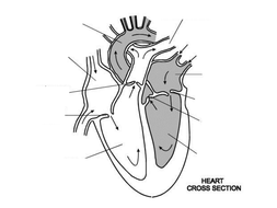 Human Heart | Teaching Resources