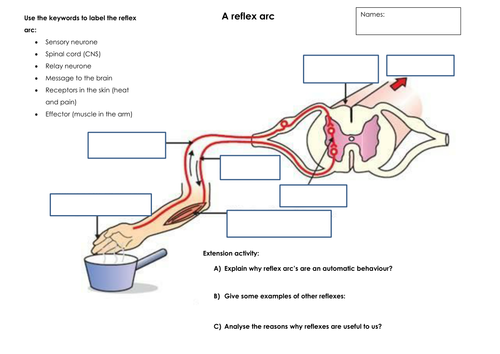 Reflex arc worksheet | Teaching Resources