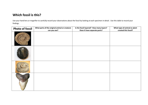 Identifying fossils | Teaching Resources