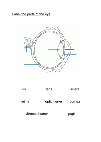 How our eyes work by ejanebarnes - Teaching Resources - TES