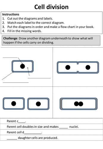 Cell division worksheet | Teaching Resources