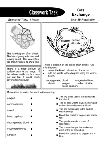 Lessons on the Lungs and Respiration | Teaching Resources