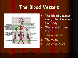 anatomy of blood vessels ppt free download