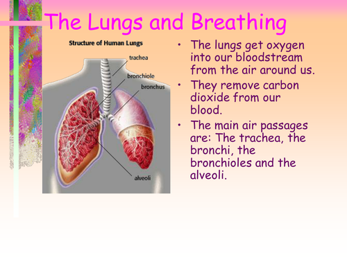 Lungs And Breathing Teaching Resources