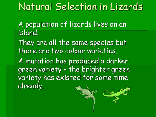 Natural selection in lizards | Teaching Resources