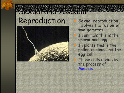 Sexual And Asexual Reproduction Teaching Resources 6923