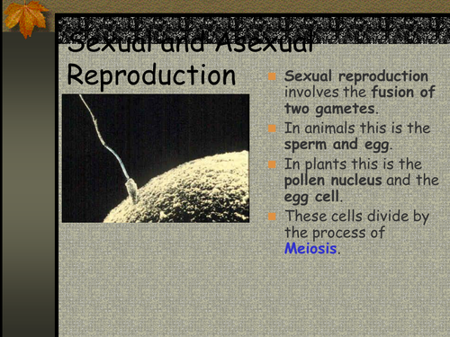 ppt, 230.5 KB
