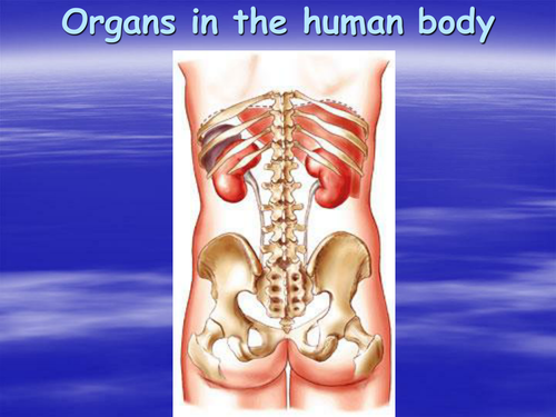 organs in the human body | Teaching Resources