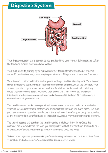 the process of digestive system essay