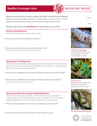 Reptiles Scavenger Hunt | Teaching Resources