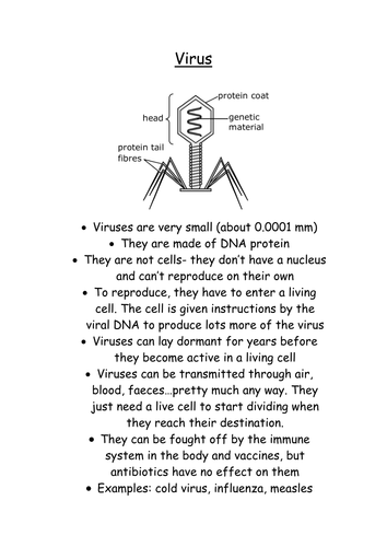 Introduction to bacteria, viruses and fungi by Jazzibell  Teaching Resources  TES