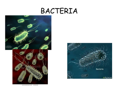 Introduction to bacteria, viruses and fungi by Jazzibell - UK Teaching ...