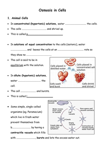 Printables Osmosis Worksheet osmosis worksheet versaldobip davezan