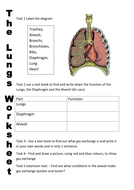 The lungs | Teaching Resources