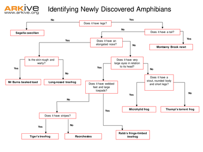 Biological  Worksheet Species  elapsed Classification And time Keys Answer: ks2 Discovery worksheet