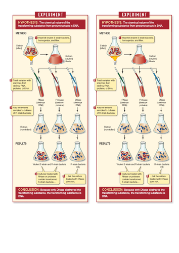 AS Human Biology Unit 2 | Teaching Resources