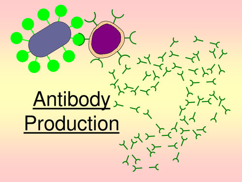 Antibody Production: Immunity Biology Diagrams