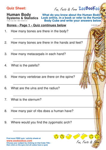 Human Body System Questions Worksheet Answers : 15 Best Images of