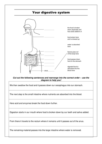 Printables Digestion Worksheet digestion and differentiated ws updated by seasquirt teaching resources tes