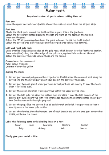 Teeth Unit Plan | Teaching Resources