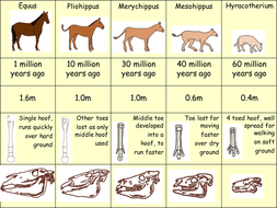 Evolution Of The Horse Worksheet Answers - Ivuyteq