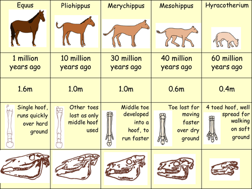 Evolution of the horse - flash cards by MrBAyres ... diagram of stages of genetic engineering 