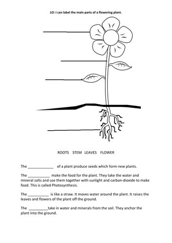 Parts of a Plant by ChocolateButtonGirl - Teaching ... rose flower life cycle diagram 