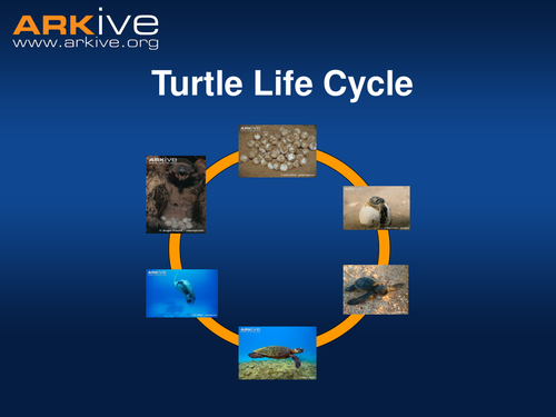 Turtle Life Cycle | Teaching Resources