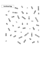 Chromosomes Lesson KS3/KS4 | Teaching Resources