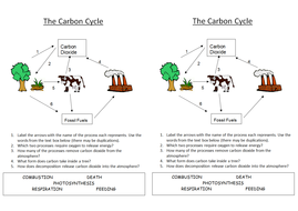 B1 5.4 Carbon Cycle by nryates157 - Teaching Resources - Tes