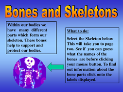 Comparing skeletons year 3 image