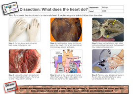 Heart dissection guidance sheet | Teaching Resources