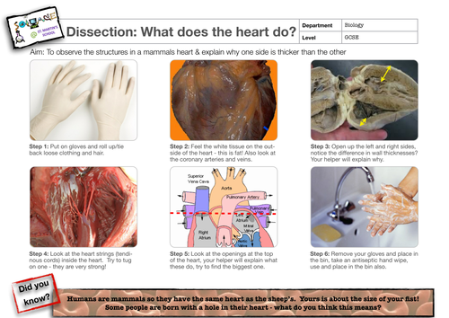 dissection of heart experiment leaving cert