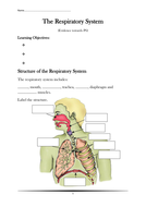 The Respiratory System | Teaching Resources