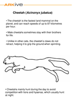 Animal colouring in | Teaching Resources