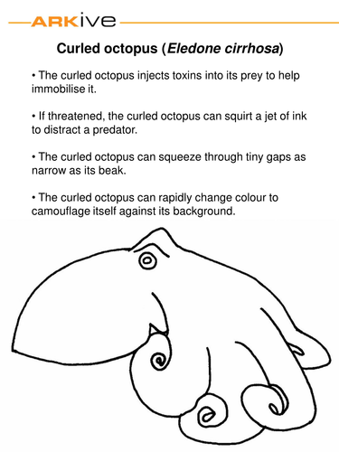 animal colouring in teaching resources