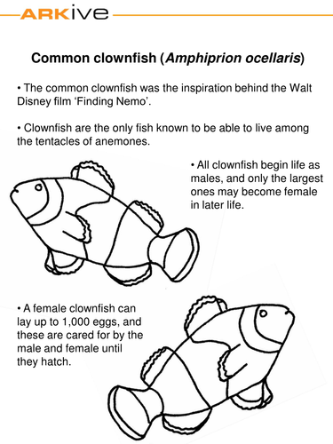 Animal colouring in | Teaching Resources