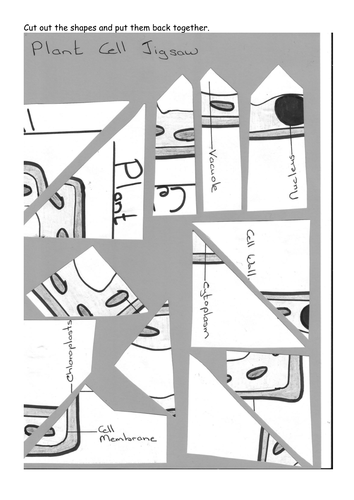 Plant Cell Jigsaw