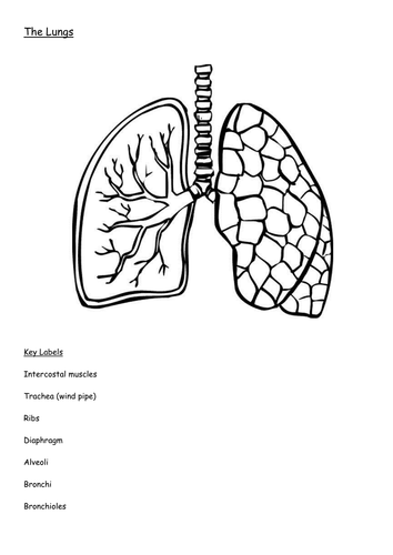 Diagram of the lungs including keywords | Teaching Resources