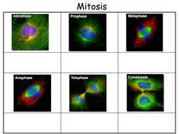 Mitosis cartoon strip differentiated | Teaching Resources