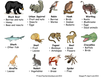 Carnivores, omnivores and herbivores Venn diagram by