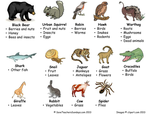 omnivore animals name