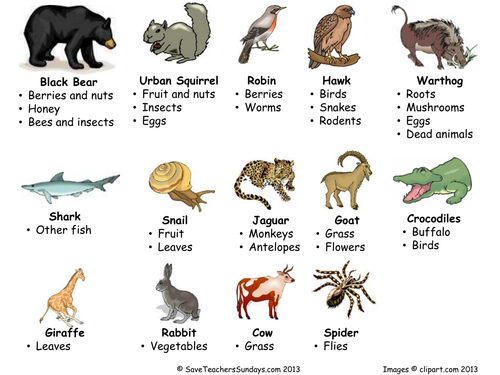 Carnivores, omnivores and herbivores Venn diagram | Teaching Resources