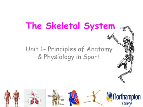 The Skeleton | Teaching Resources