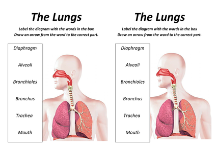 Lungs Lesson With Worksheet By Rcmcauley - Uk Teaching Resources - Tes