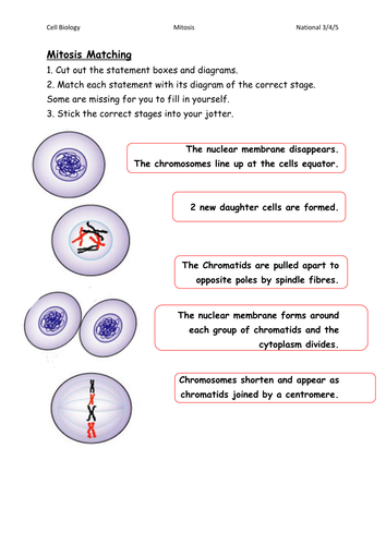 Mitosis Worksheets/Card Sorts | Teaching Resources