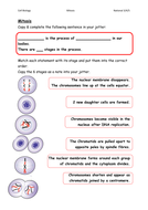 Mitosis Worksheets/Card Sorts | Teaching Resources