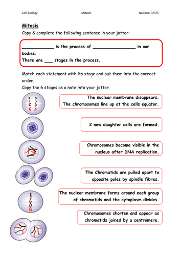 Mitosis Worksheets/Card Sorts | Teaching Resources