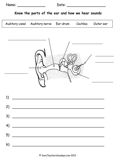 Parts of the Ear and How we Hear plan & worksheet by ... blank diagrams of inner ear 